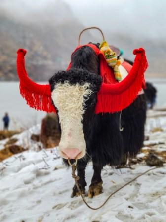 Sikkim Darjeeling Tour Itinerary - Coronation Bridge and Himalayan View